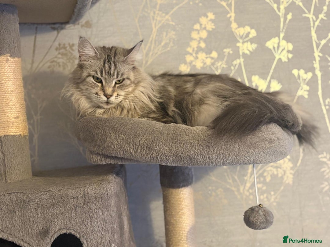 Maine Coon cats for sale: Ready to leave quality Maine coon kittens - Advert 27
