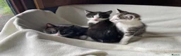 Mixed Breed cats for sale: Kittens for sale  - Advert 4