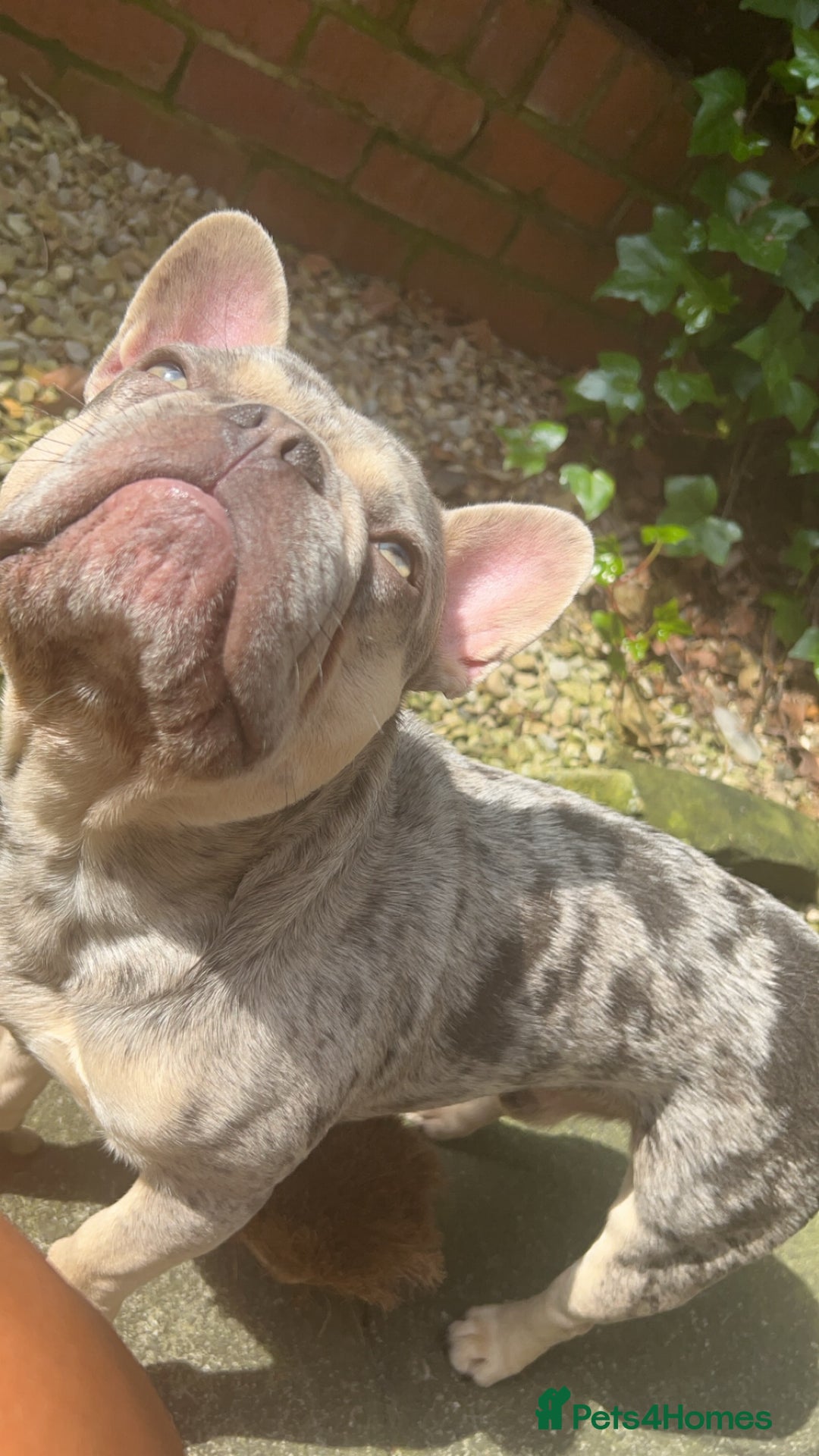 French Bulldog dogs for sale: french bulldog  - Image 4