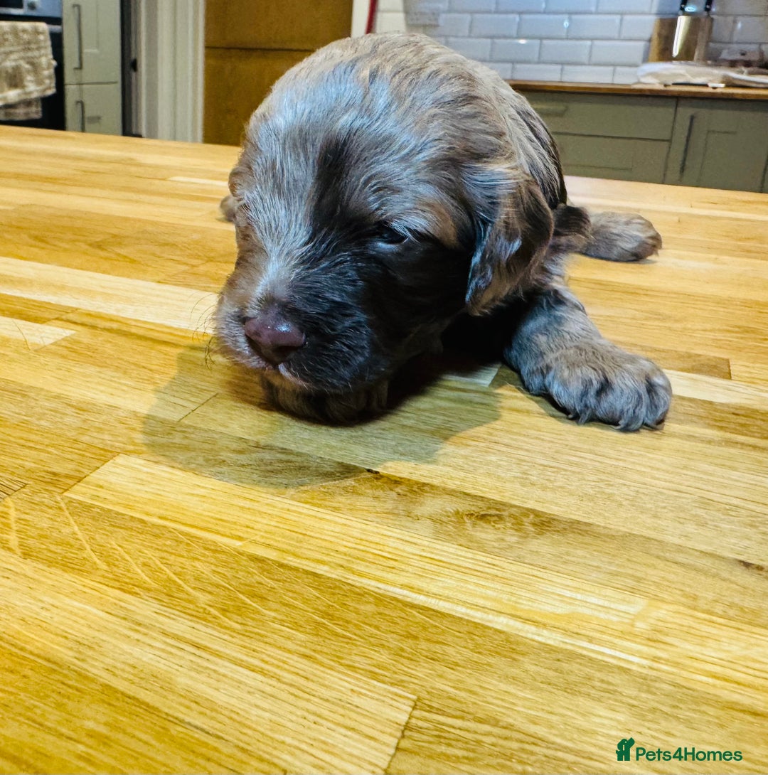 Cockapoo dogs for sale: Chocolate & Chocolate Merle Cockapoo Babies 🐾🐾🐾 - Image 15