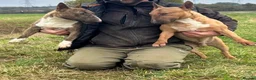 Miniature Bull terrier dogs for sale: Miniature English bull terriers - Advert 9