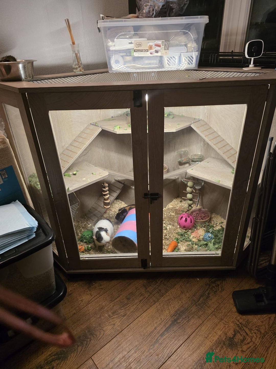 Guinea Pig rodents for sale: Guinea pig  - Image 3