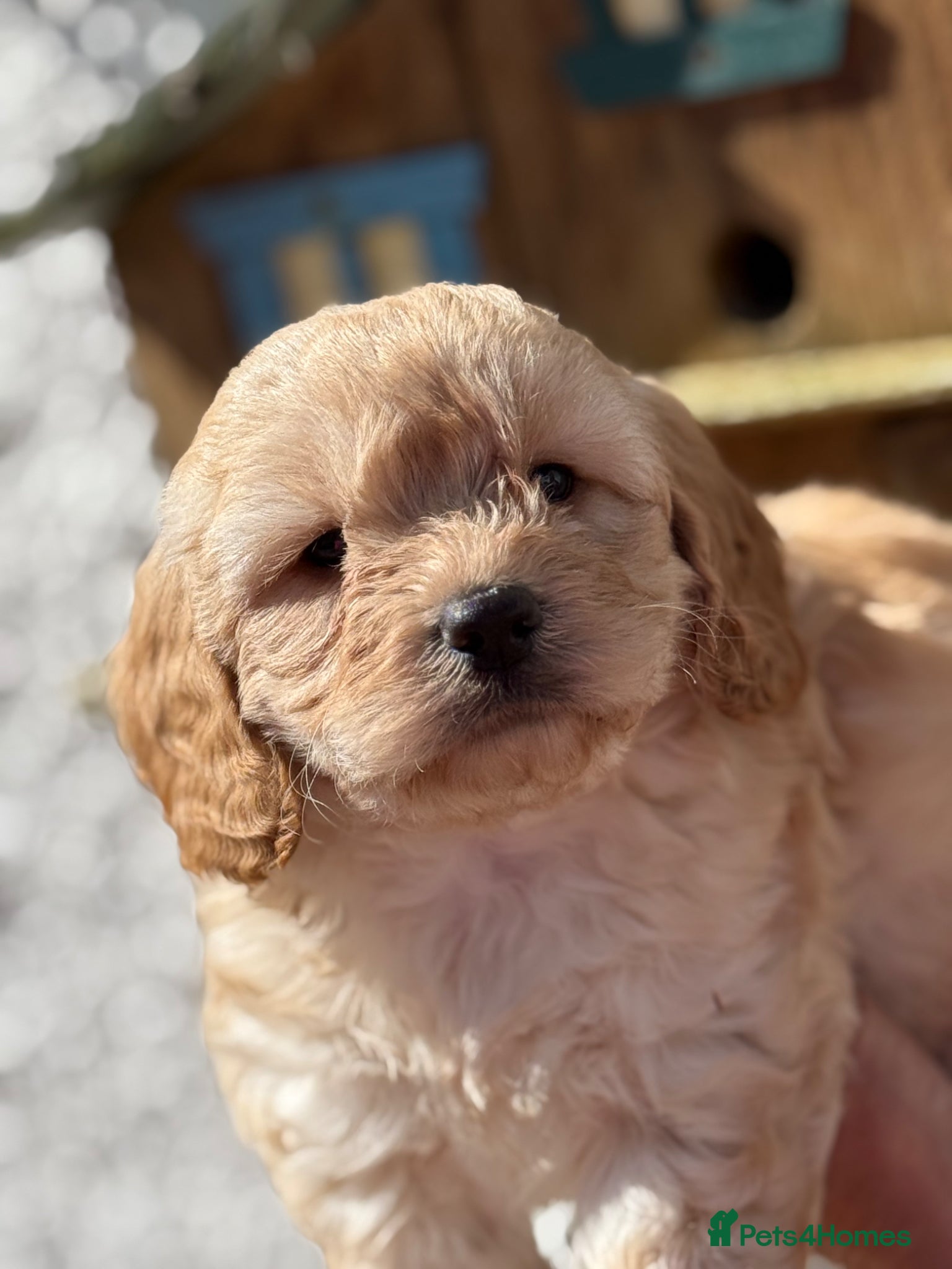 Cockapoo dogs for sale: READY. NOW Stunning F1 Cockapoo Boy  - Advert 11