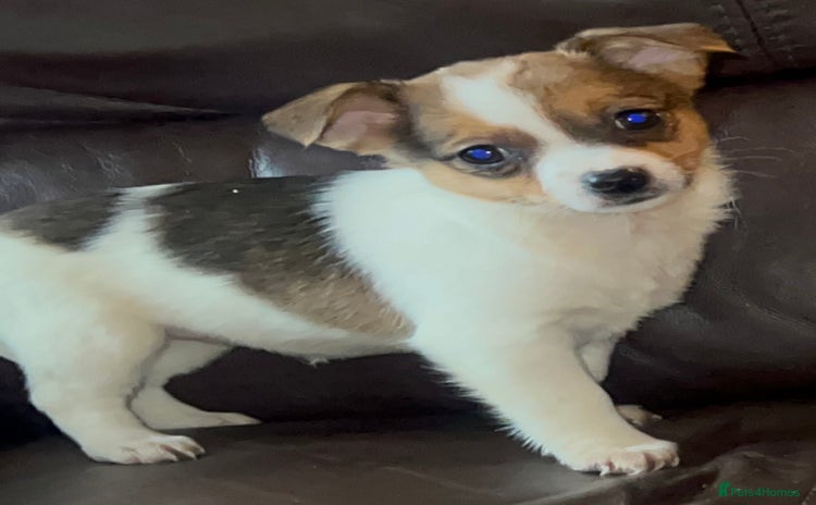 Jack Russell dogs Miniature jack Russel girl  - Advert 15