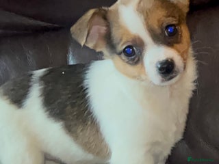 Jack Russell dogs Miniature jack Russel girl - Advert 10