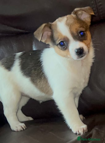 Jack Russell dogs Miniature jack Russel girl - Advert 14