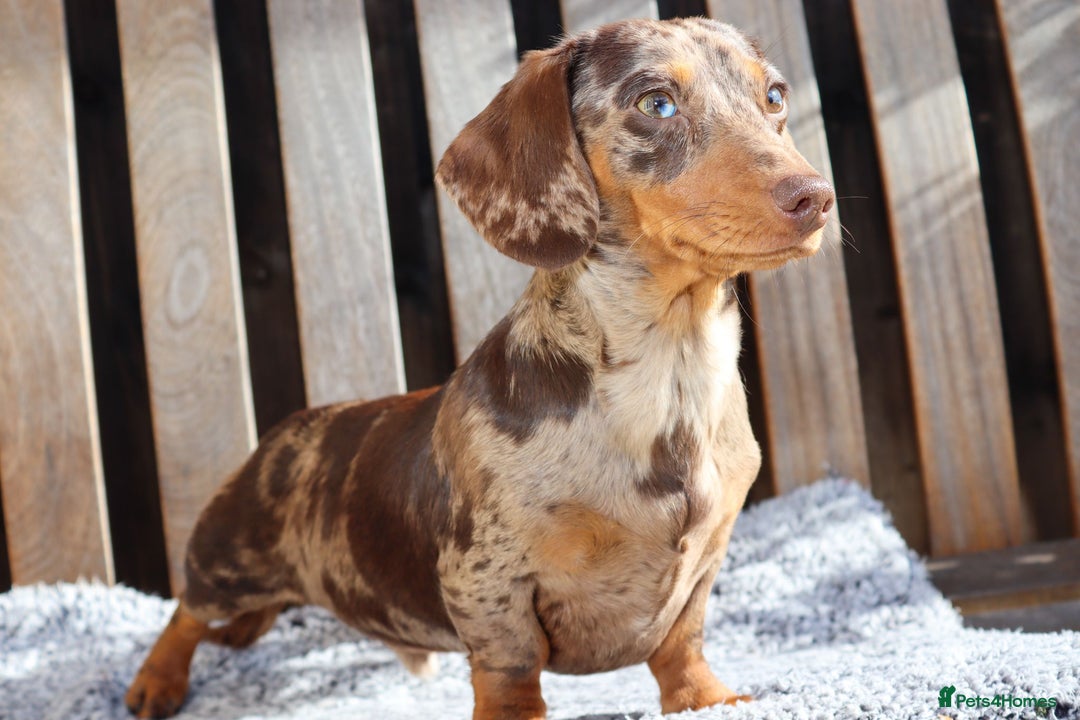 Dachshund dogs for sale: Chocolate try/dapple - Image 13