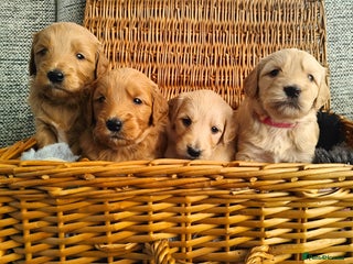 Mini Goldendoodle dogs Adorable Red & Apricot Goldendoodle Puppys - Advert 1