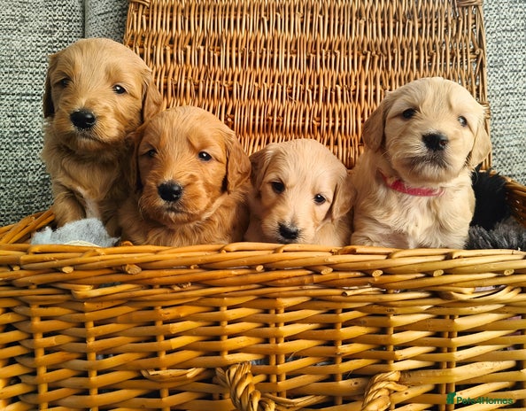 Mini Goldendoodle dogs - Advert 3