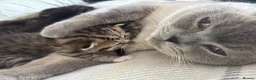 British Shorthair cats for sale: Female British ShortHair X  - Advert 3