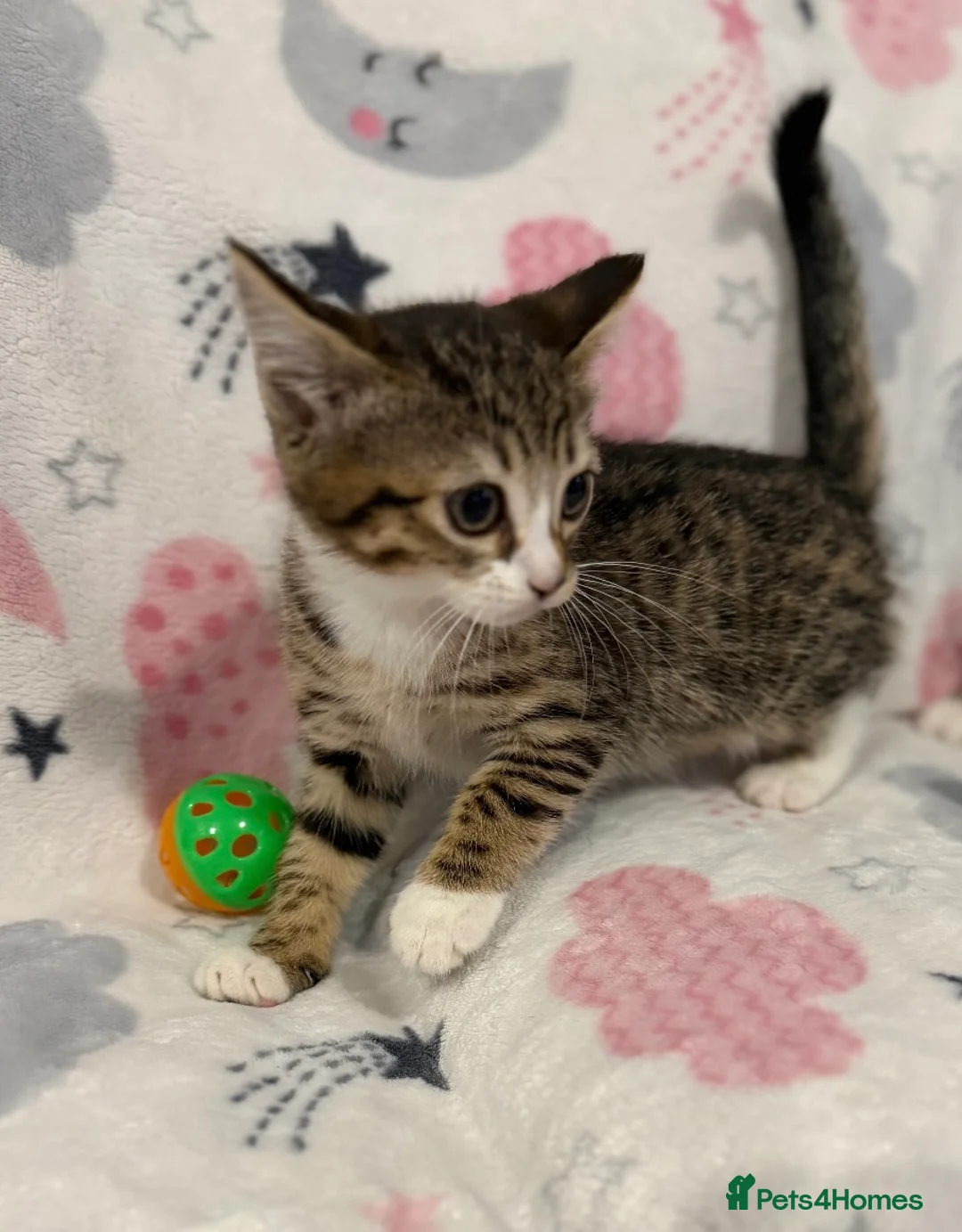 Mixed Breed cats for sale: Shorthair kittens x bengal kittens  - Advert 7