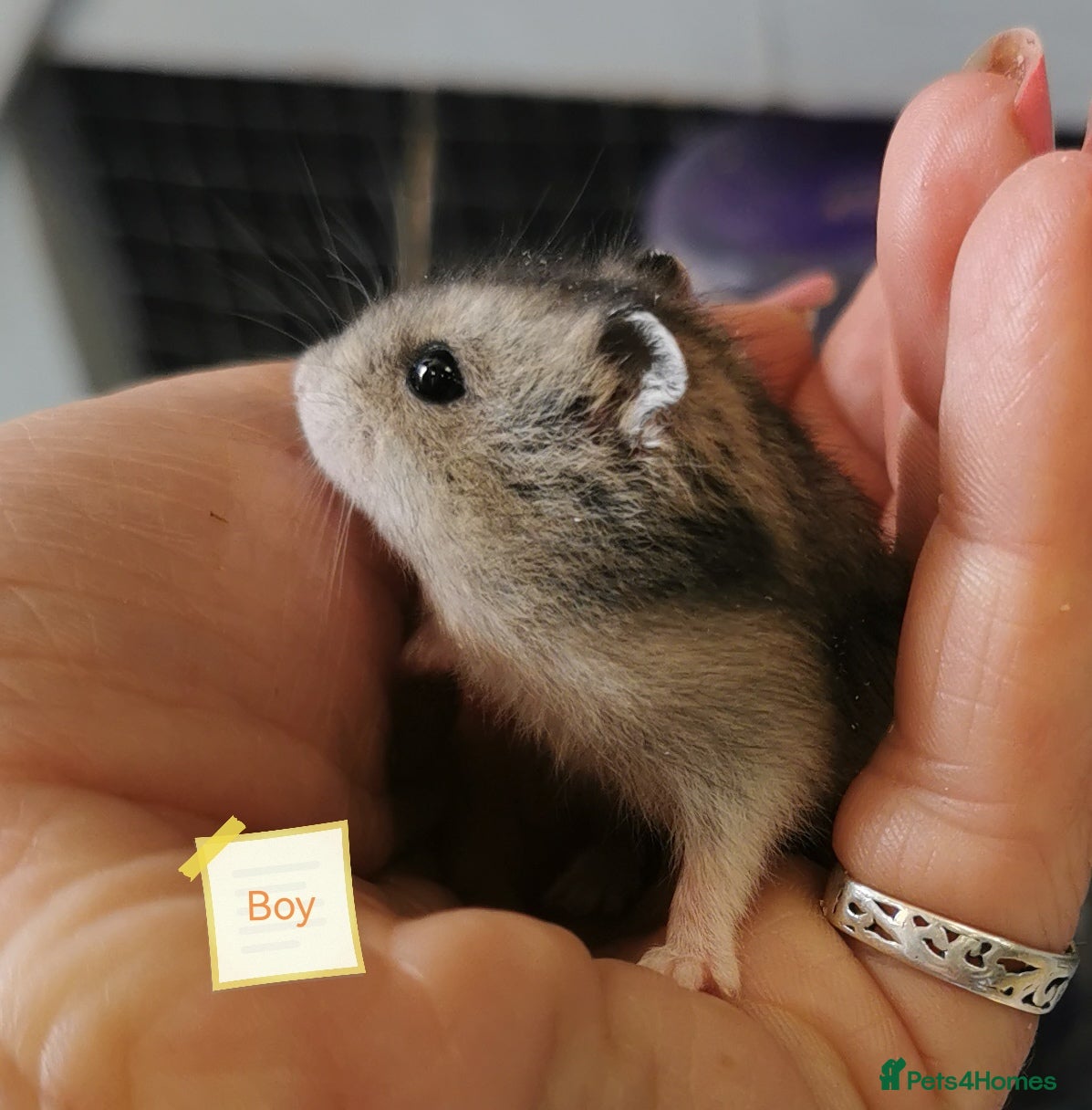 Hamster rodents Baby Winter white dwarf hamsters  - Advert 1