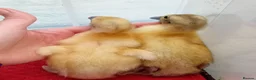 Ducks poultry for sale: Pure Silver Indian Runner Ducklings for SALE - Advert 9