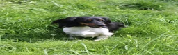 Miniature Dachshund dogs for sale: Two adult female Dachshunds  - Advert 3