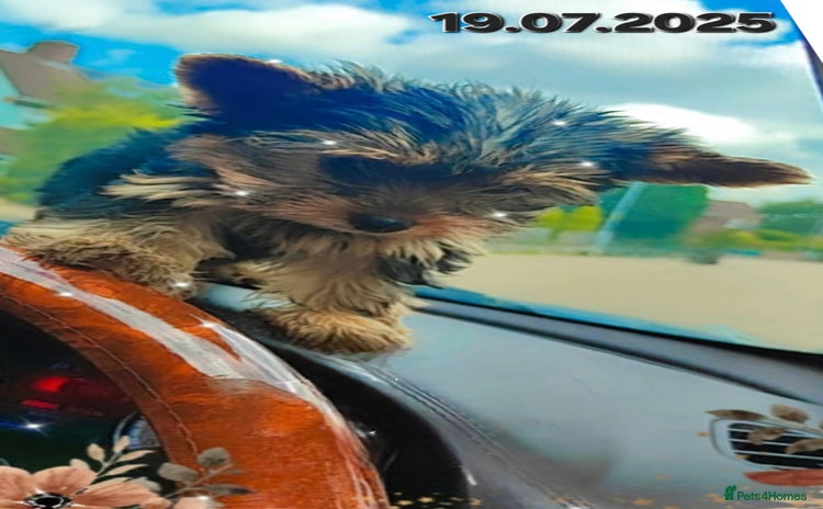 Yorkshire Terrier dogs - Advert 3