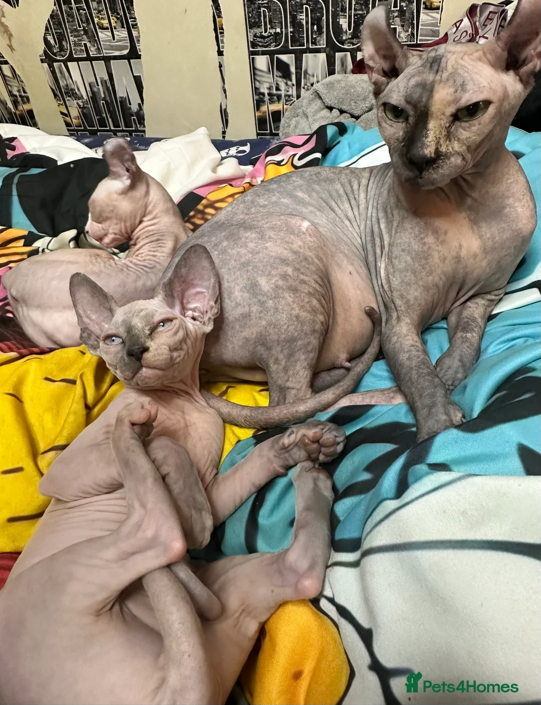 Sphynx cats for sale: LOVING SPHYNX KITTENS READY TO GO🤍 - Advert 16