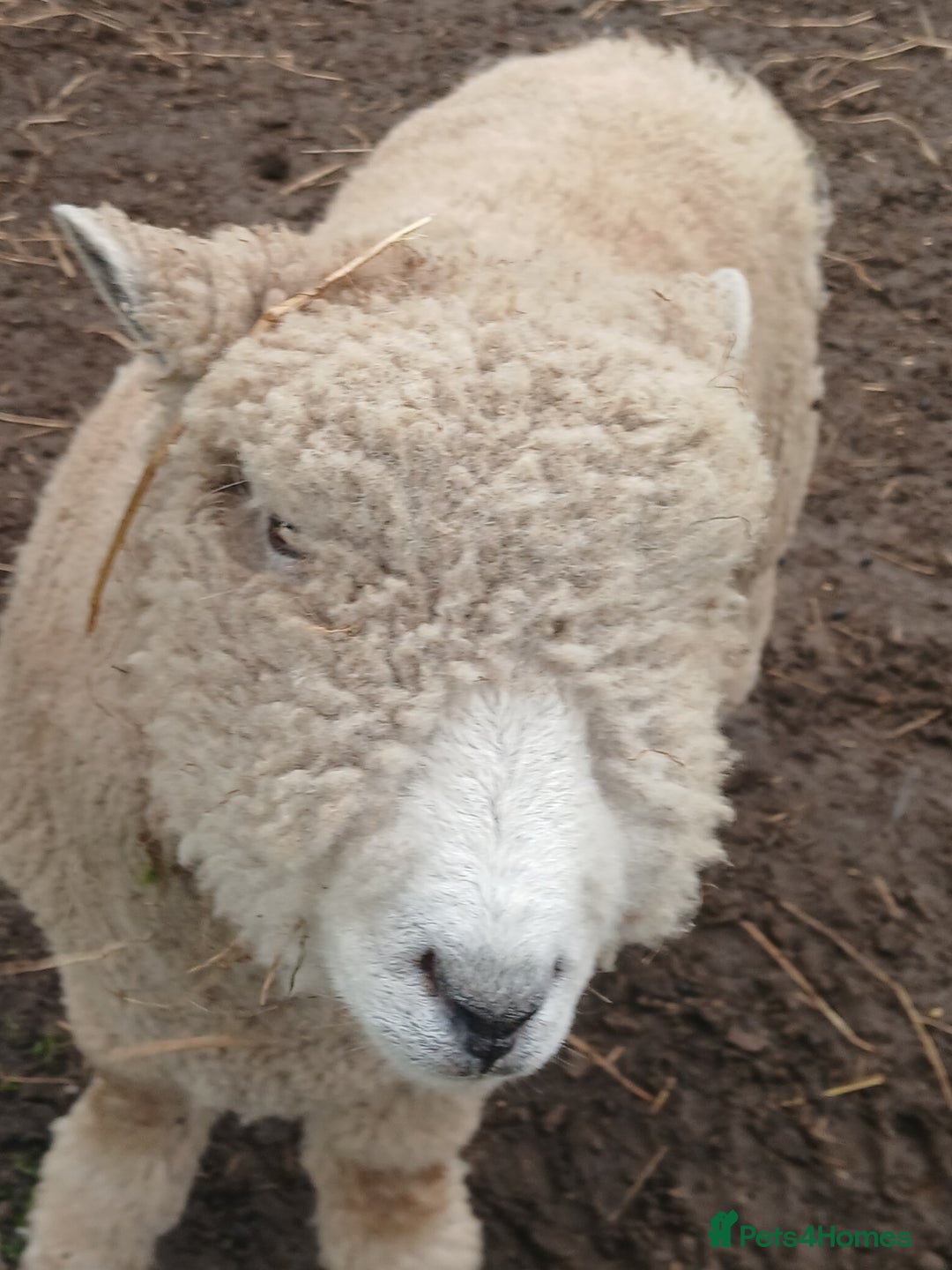 Sheep livestock for sale: Ryeland and texel sheep  - Advert 3
