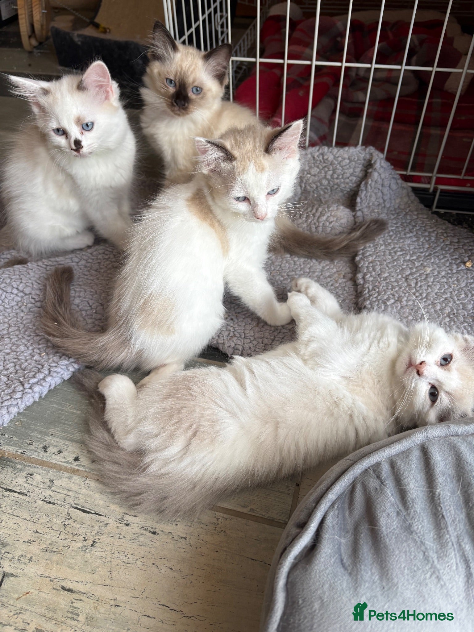 Ragdoll cats Beautiful Ragdolls-Vaccinated-2 boys-3 girls.  - Advert 2