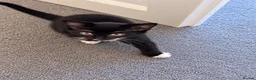 Mixed Breed cats for sale: Beautiful fluffy tuxedo kittens available now - Advert 5