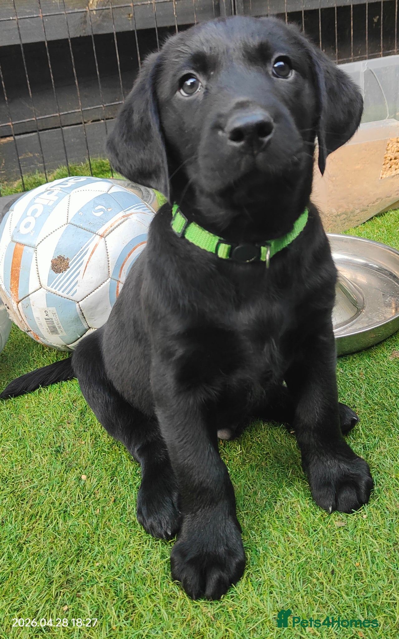 Labrador Retriever dogs Pure Bred Labrador pups, 1 Boy & 1 Girl - Advert 9