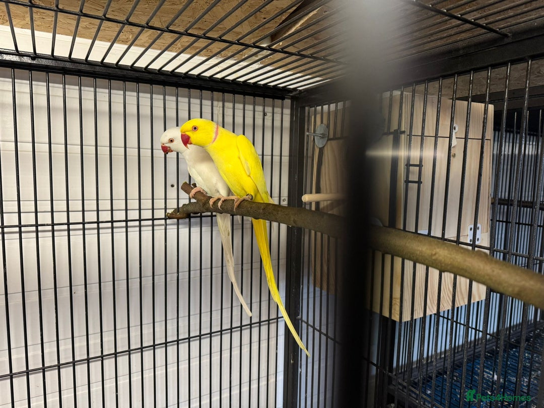 Ringnecks birds for sale: Proven Breeding pairs of ring necks - Image 5