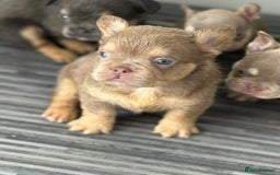 French Bulldog dogs for sale: New shade french bulldogs - Image 19