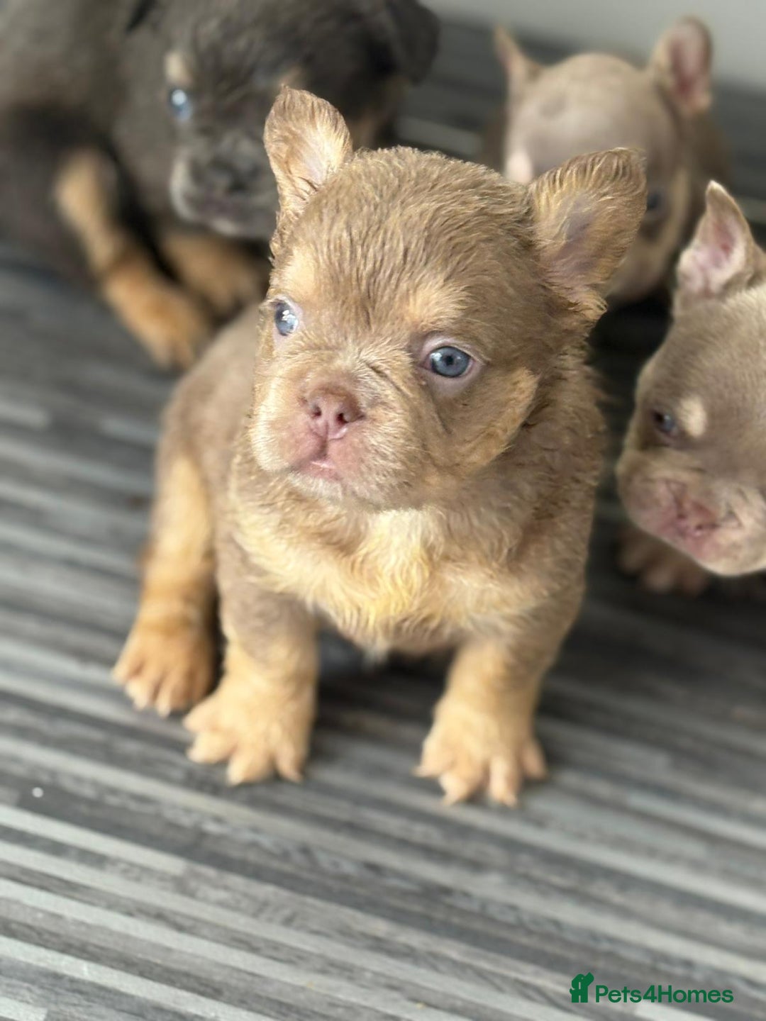 French Bulldog dogs for sale: New shade french bulldogs - Image 19