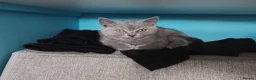 British Shorthair cats for sale: British shorthair  - Advert 8
