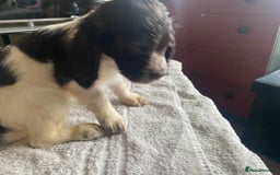 Sprocker dogs for sale: Lovely Sprocker pups - Image 3