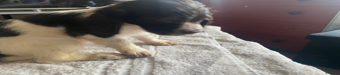 Sprocker Puppy 1