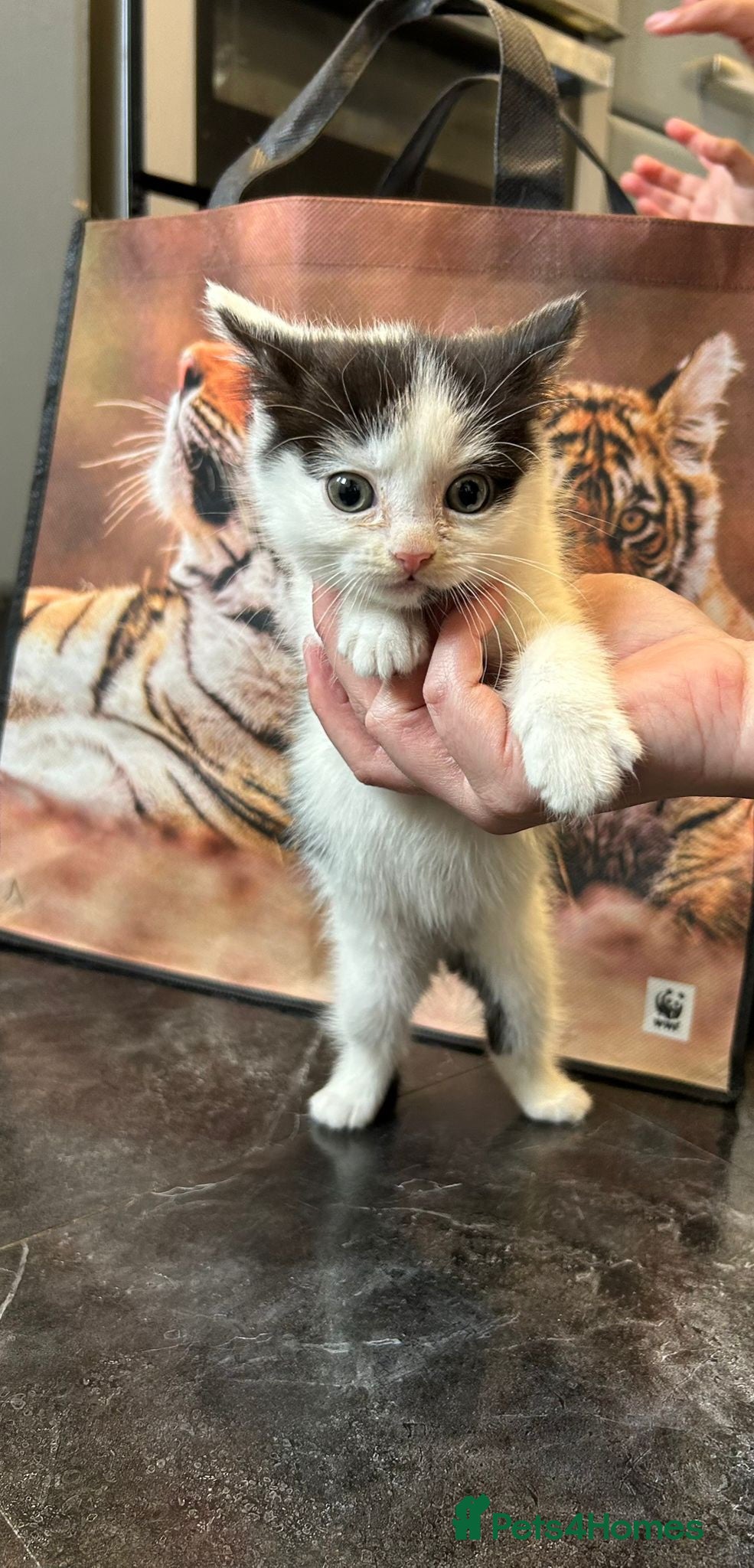 British Longhair cats Beautiful kittens - Advert 12