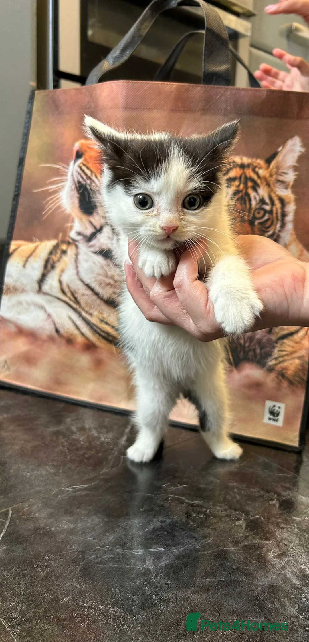 British Longhair cats for sale: Beautiful kittens - Advert 2