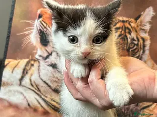 British Longhair cats Beautiful kittens - Advert 12