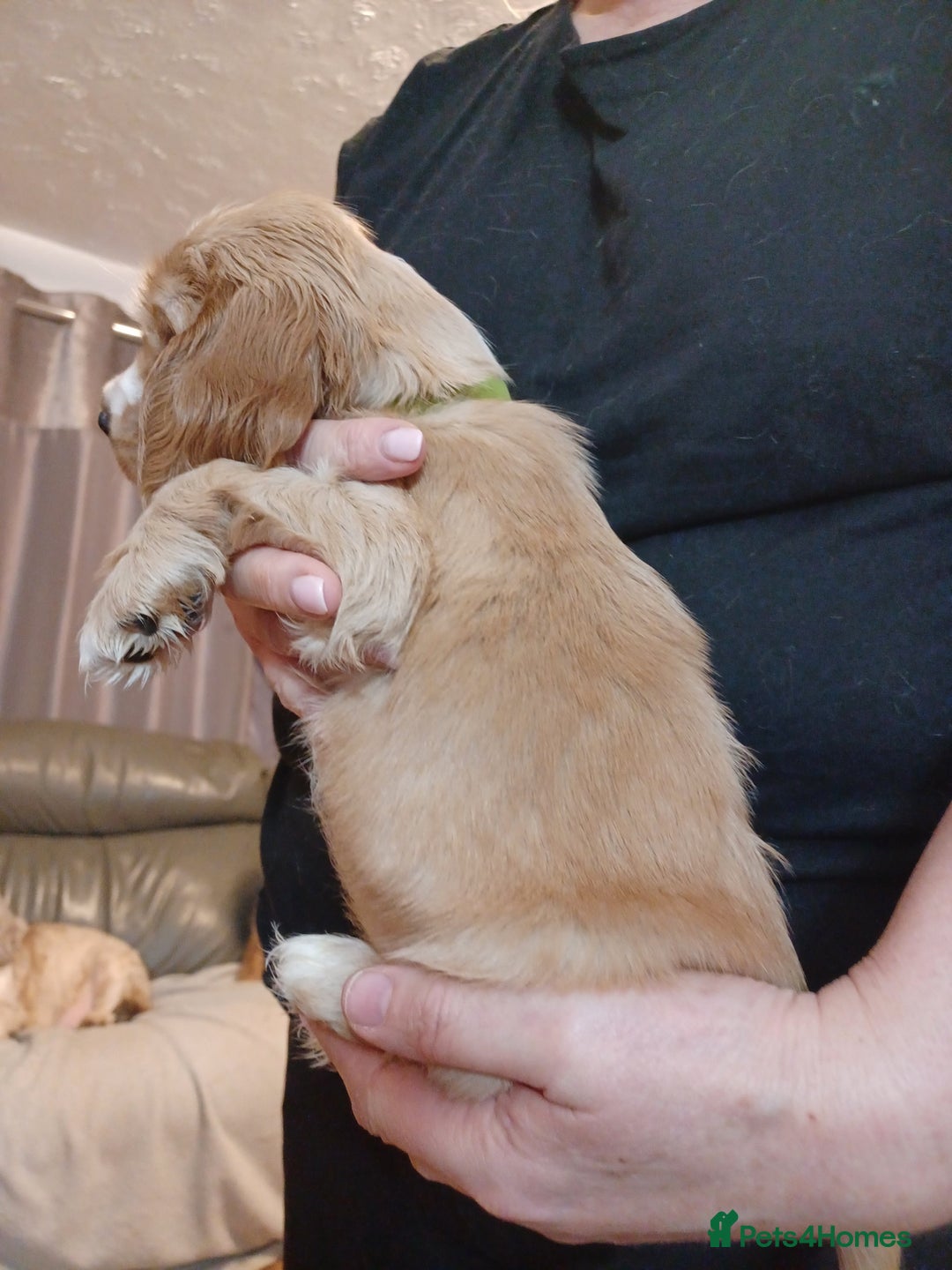Cocker Spaniel dogs for sale: Golden KC Registered English Show Cocker Spaniels - Advert 13