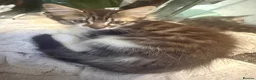 British Longhair cats for sale: adorable British longhair/domestic longhair kitten - Advert 7