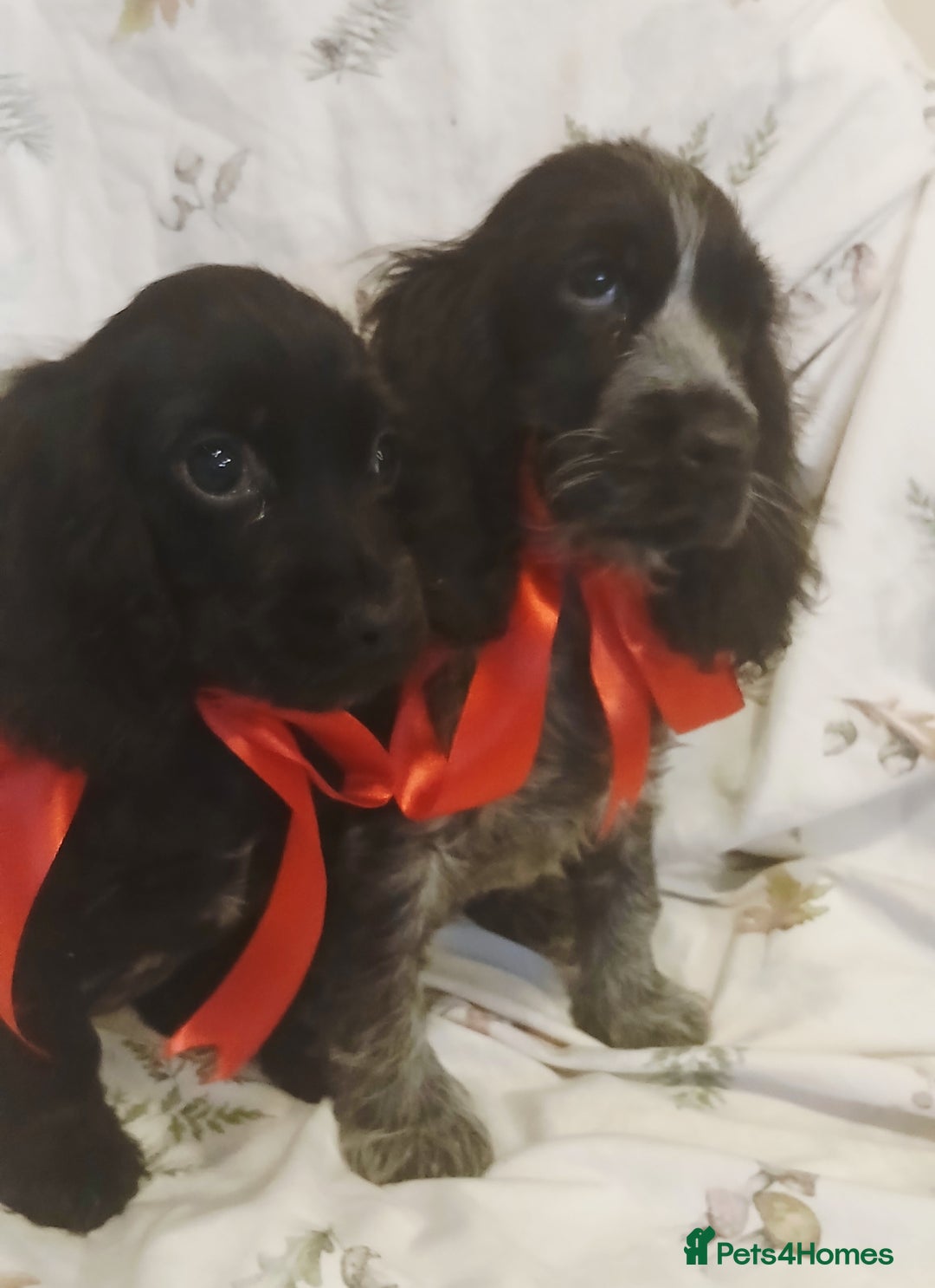 Cocker Spaniel dogs for sale: cocker spaniels - Advert 12