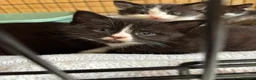 Domestic Shorthair cats for adoption: Playful Kittens- Adopt from Cats In Crisis EastLdn - Advert 8