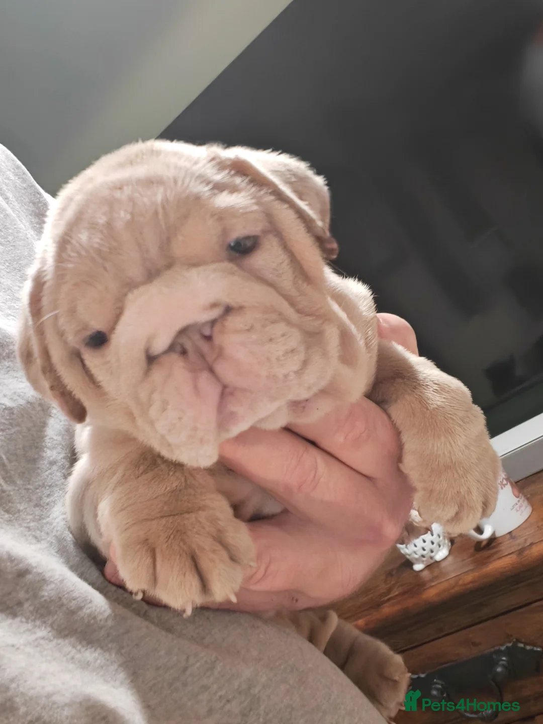 English Bulldog dogs for sale: English bulldog  - Advert 10