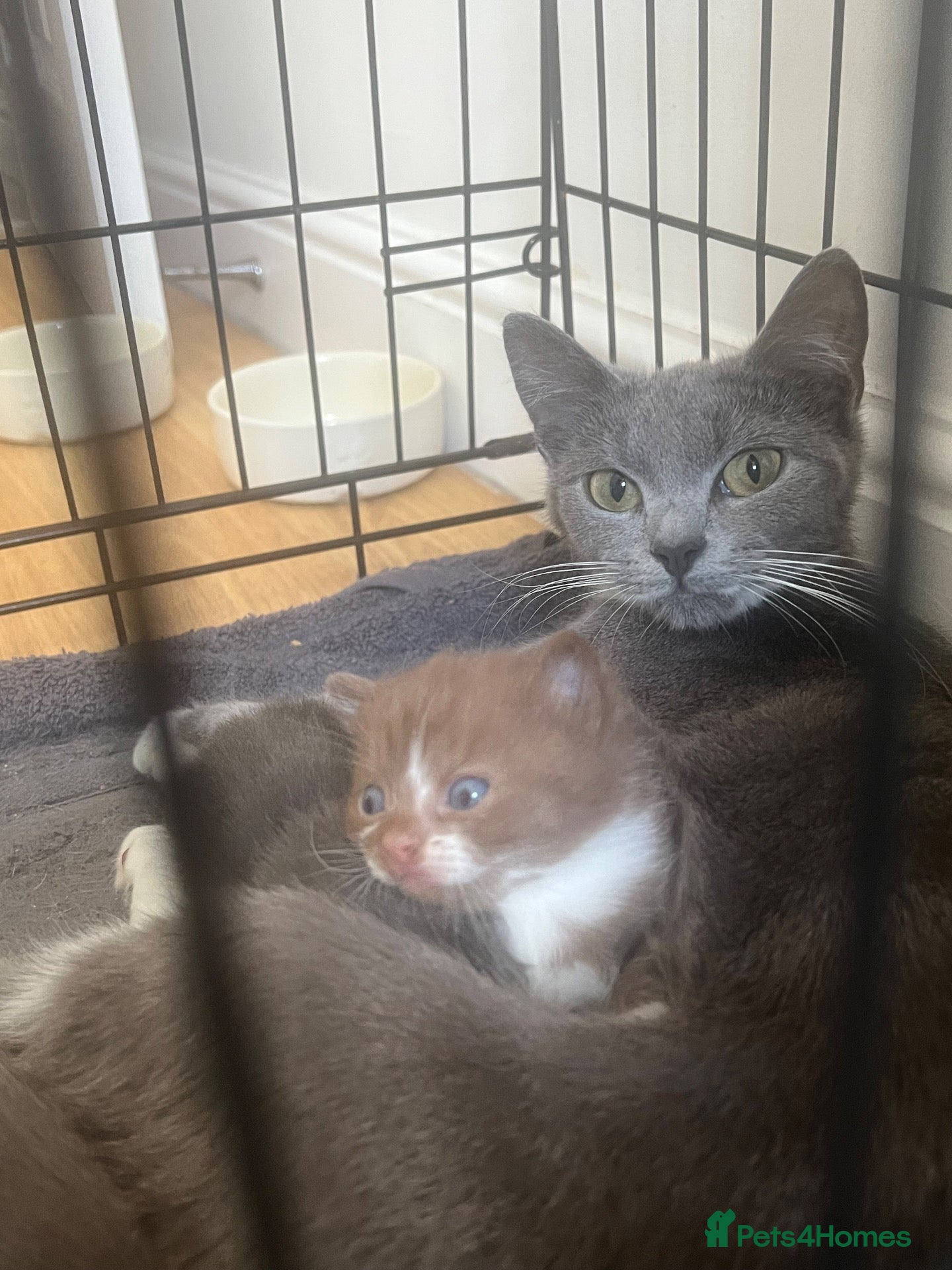 Mixed Breed cats British Shorthair / Mongrel kittens  - Advert 1