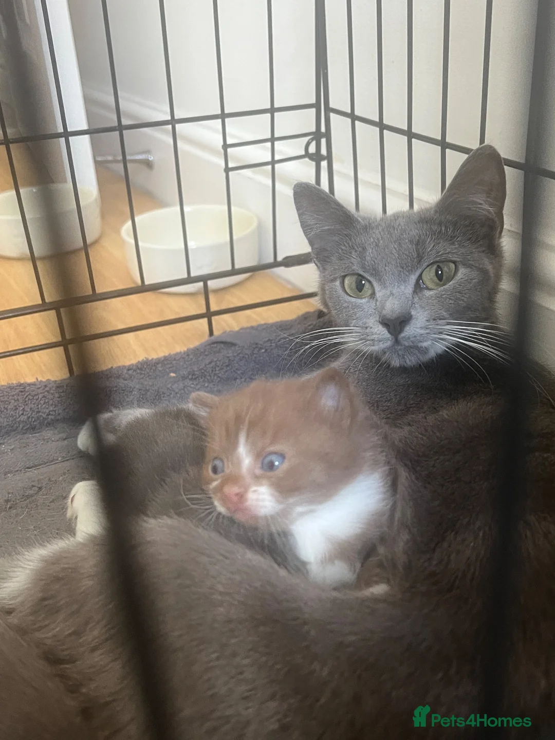 Mixed Breed cats for sale: British Shorthair / Mongrel kittens  - Advert 1