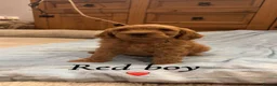 Cavapoo dogs for sale: Cavapoo puppies  in Durham - Advert 9