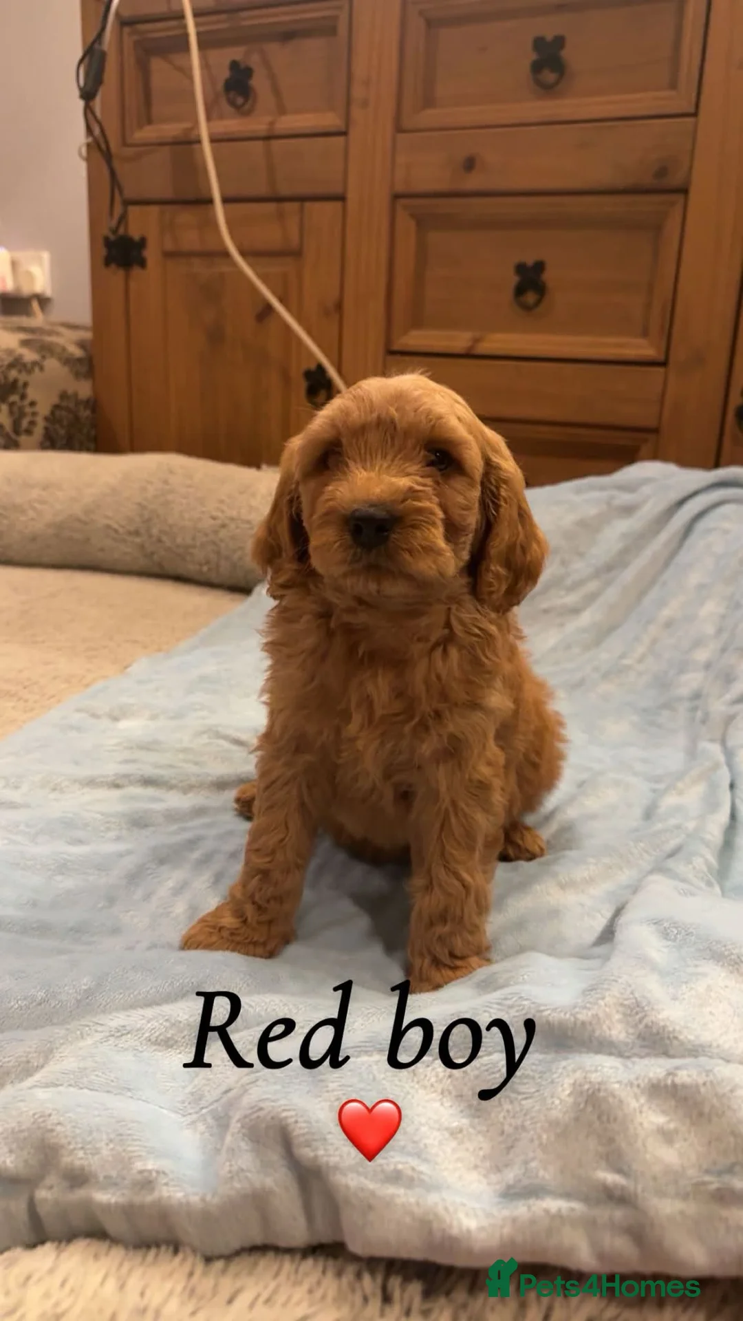 Cavapoo dogs for sale: Cavapoo puppies  in Durham - Advert 9