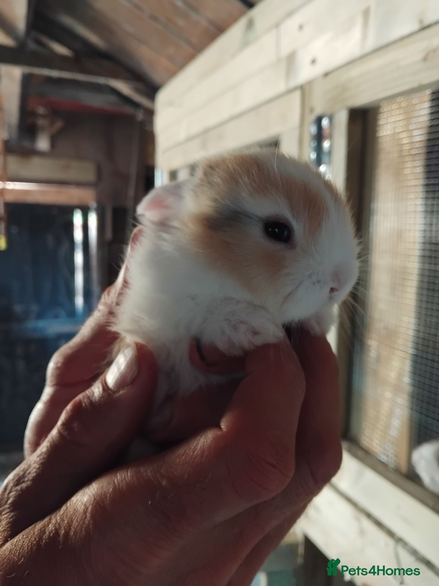 Mini Lop rabbits Baby lops - Advert 12