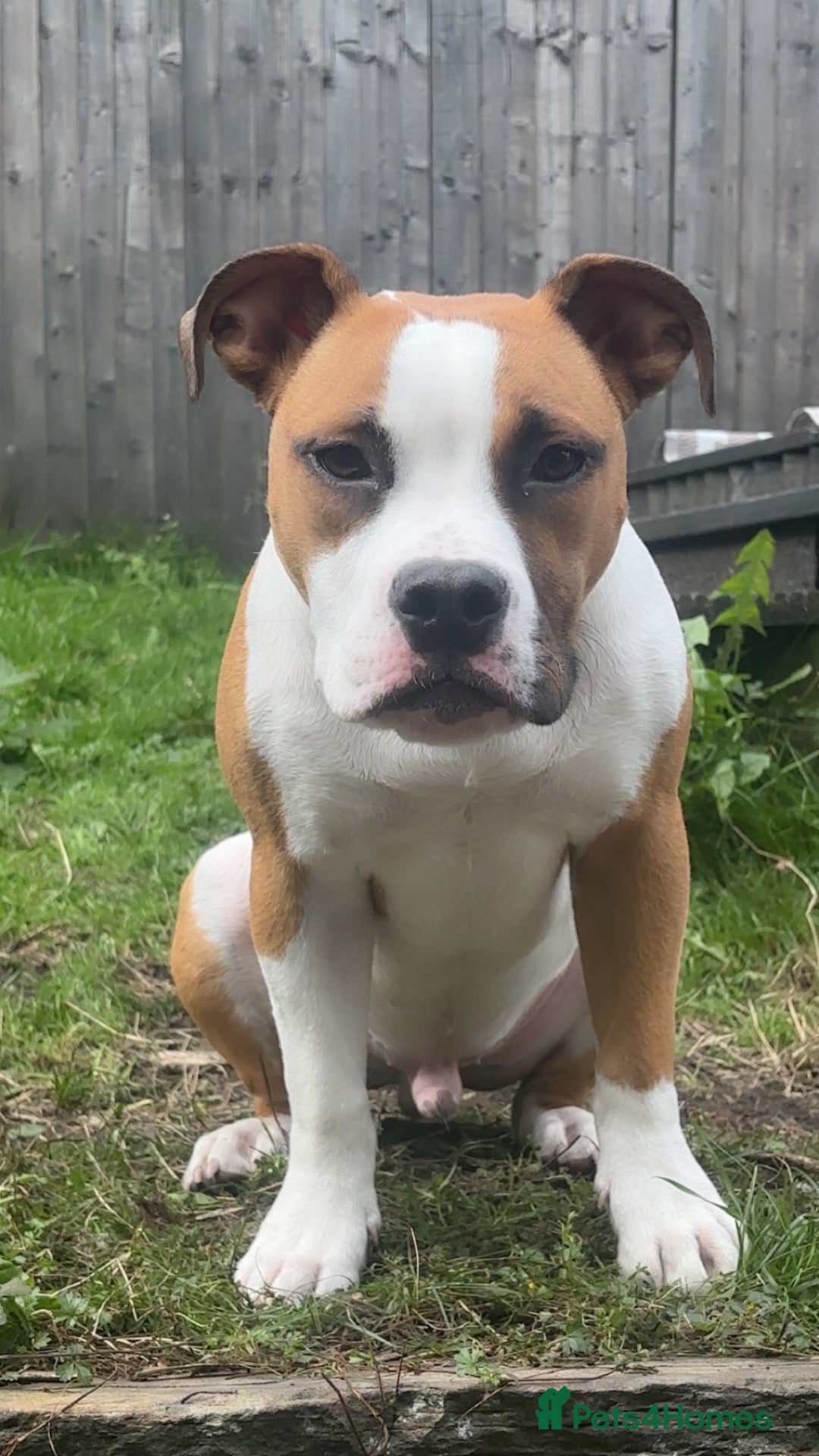 American Bulldog dogs American Bulldog pedigree 6 month puppy - Advert 1