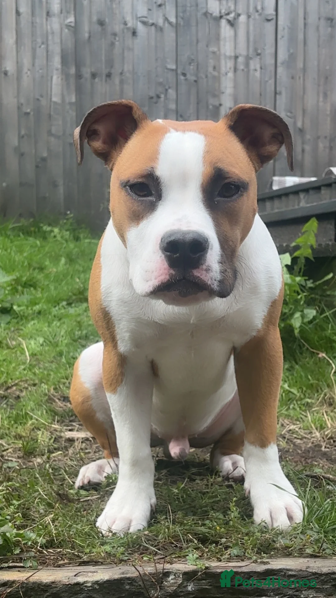 American Bulldog dogs for sale: American Bulldog pedigree 6 month puppy - Advert 1