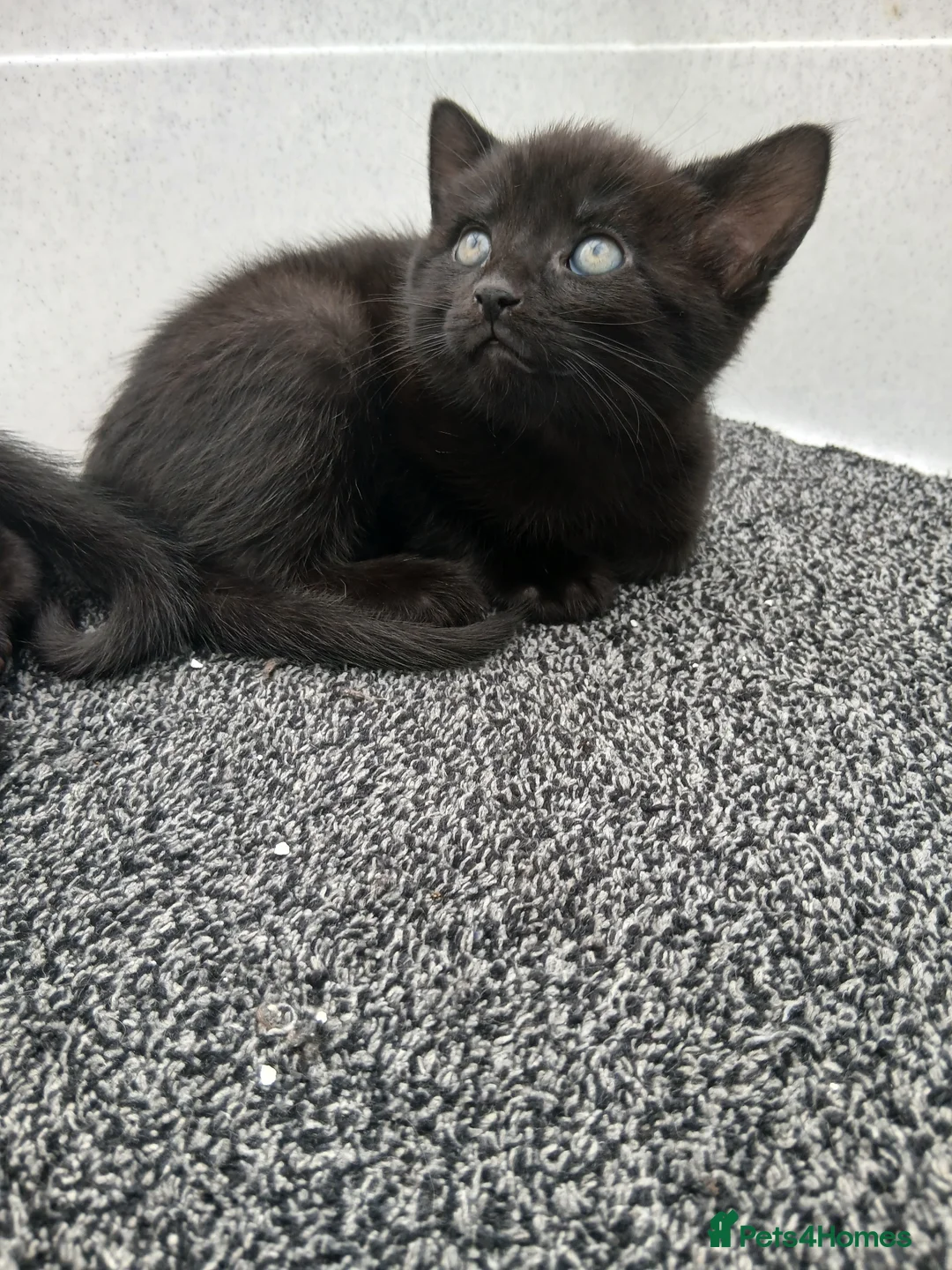 British Longhair cats for sale: British short-hair  - Advert 2