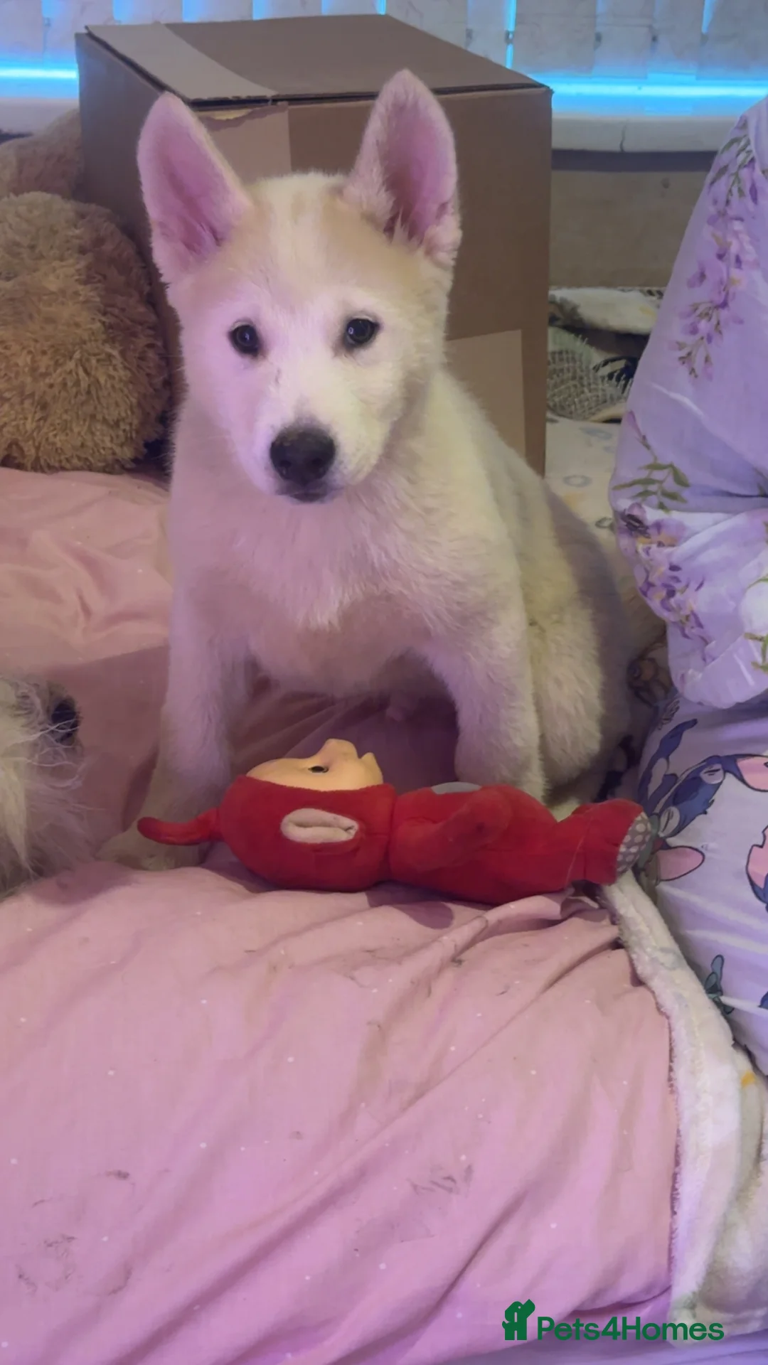 Siberian Husky dogs for sale: Siberian husky  - Advert 32