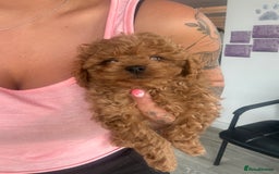 Cavapoo dogs for sale: F1 b cavapoo puppies 🐶  - Image 2