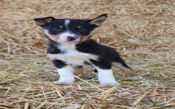 Border Collie dogs for sale: Beautiful Collie Puppies For sale - Image 6