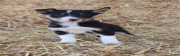 Border Collie dogs for sale: Beautiful Collie Pups Now Ready! only 3 boys left - Advert 8